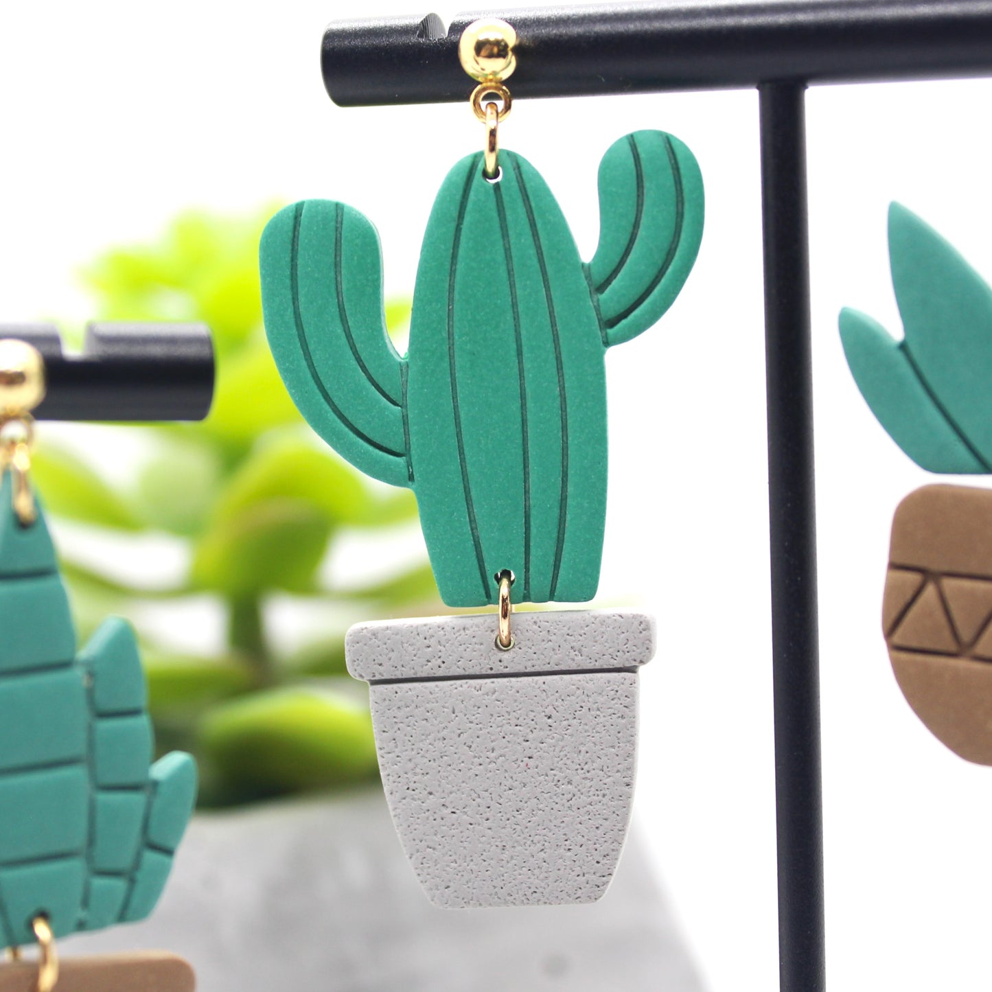 Succulent Garden Collection